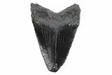 Serrated, Juvenile Megalodon Tooth - South Carolina #362235-1